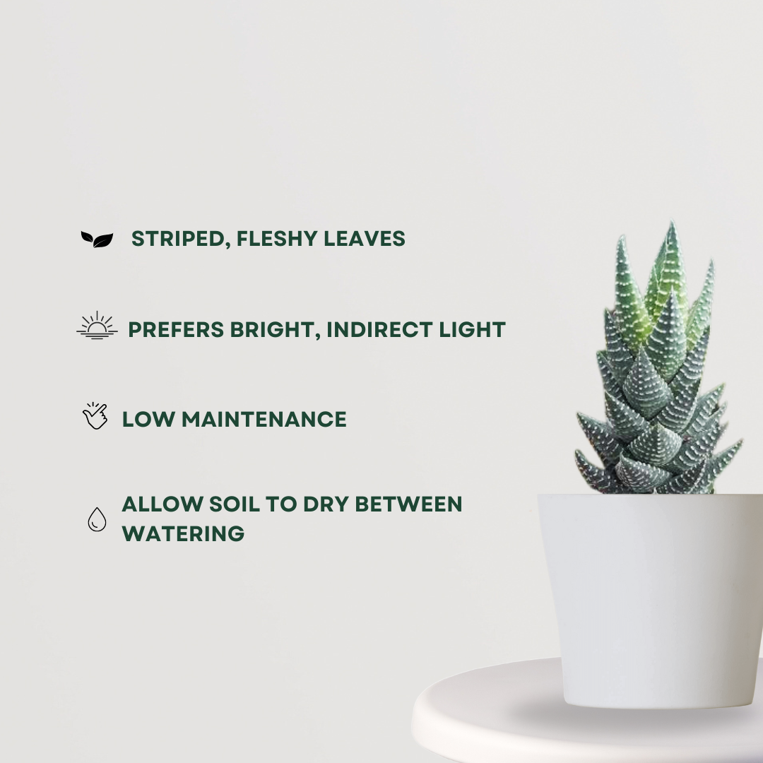 Haworthia Coarctata small plant
