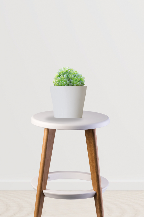 Haworthia cooperi succulent
