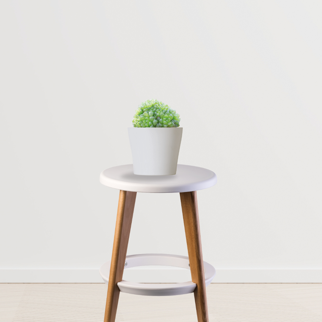 Haworthia cooperi succulent
