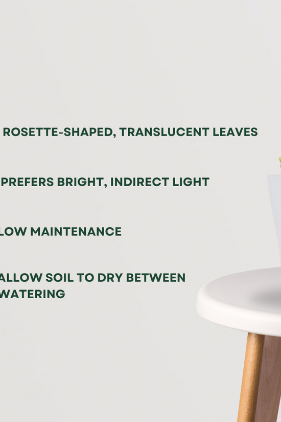 Haworthia cooperi succulent
