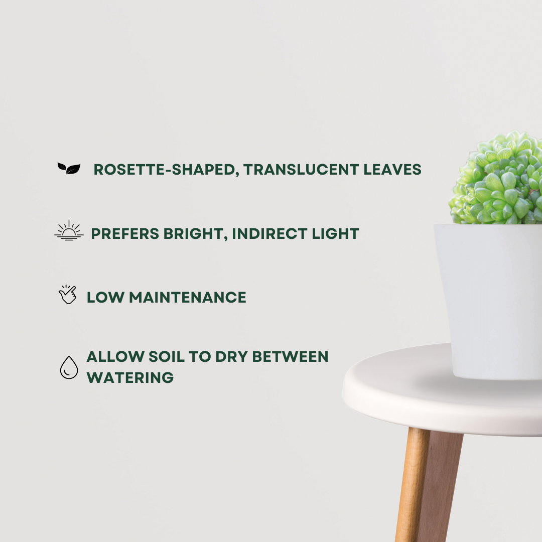 Haworthia cooperi succulent
