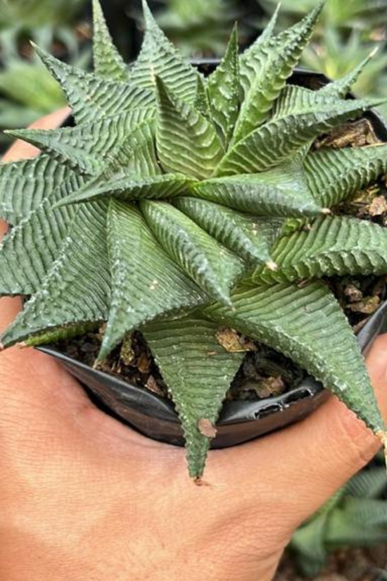Haworthia Limifolia in ceramic pot
