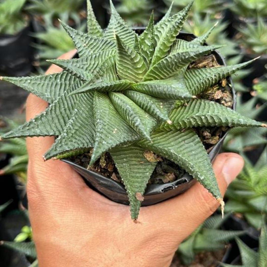 Haworthia Limifolia in ceramic pot
