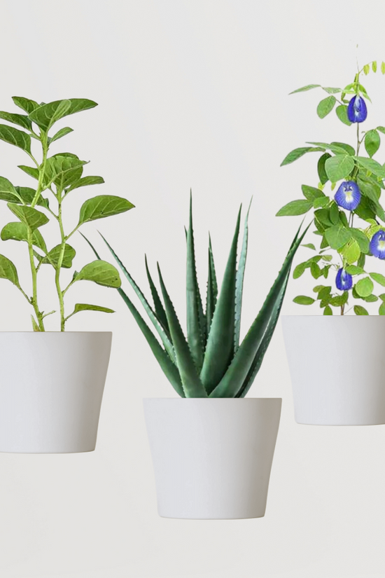 3 herbal plants combo for kitchen