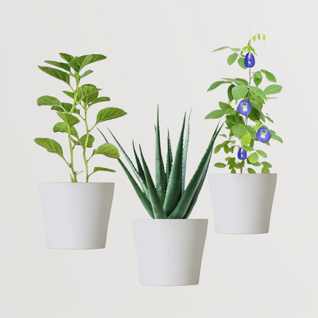 3 herbal plants combo for kitchen