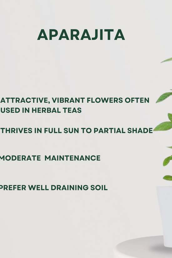 3 herbal plants combo for kitchen