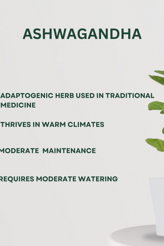 3 herbal plants combo for kitchen