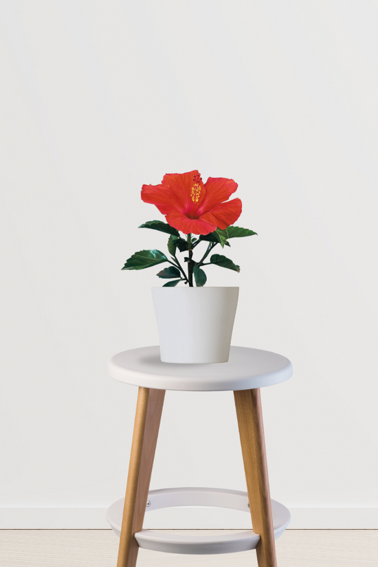 Hibiscus flowering plant
