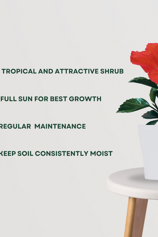 Hibiscus flowering plant
