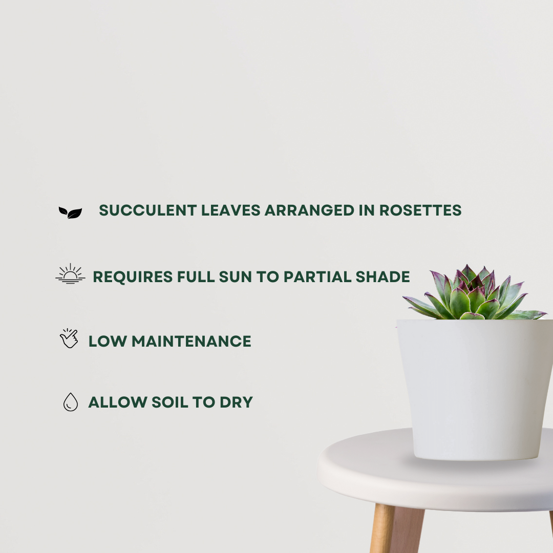 Sempervivum house leek plant
