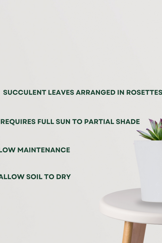 Sempervivum Tectorum – house leek
