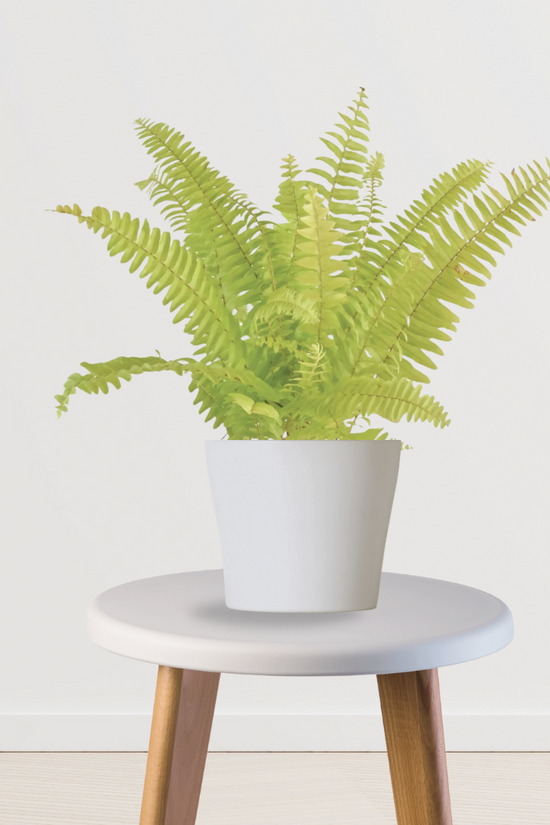 Indoor fern plant – low maintenance
