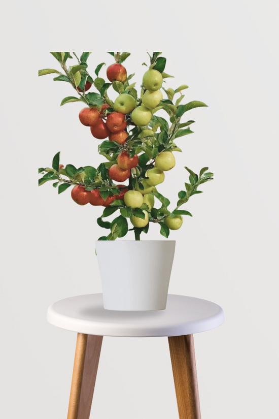 HRMN apple fruit plant
