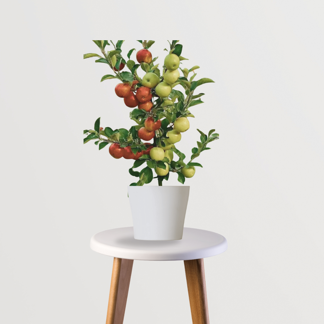 HRMN apple fruit plant
