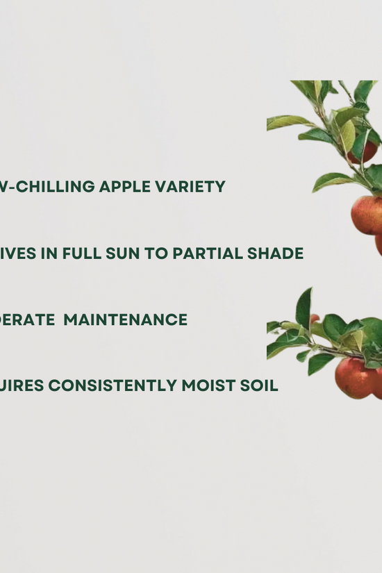 HRMN apple fruit plant
