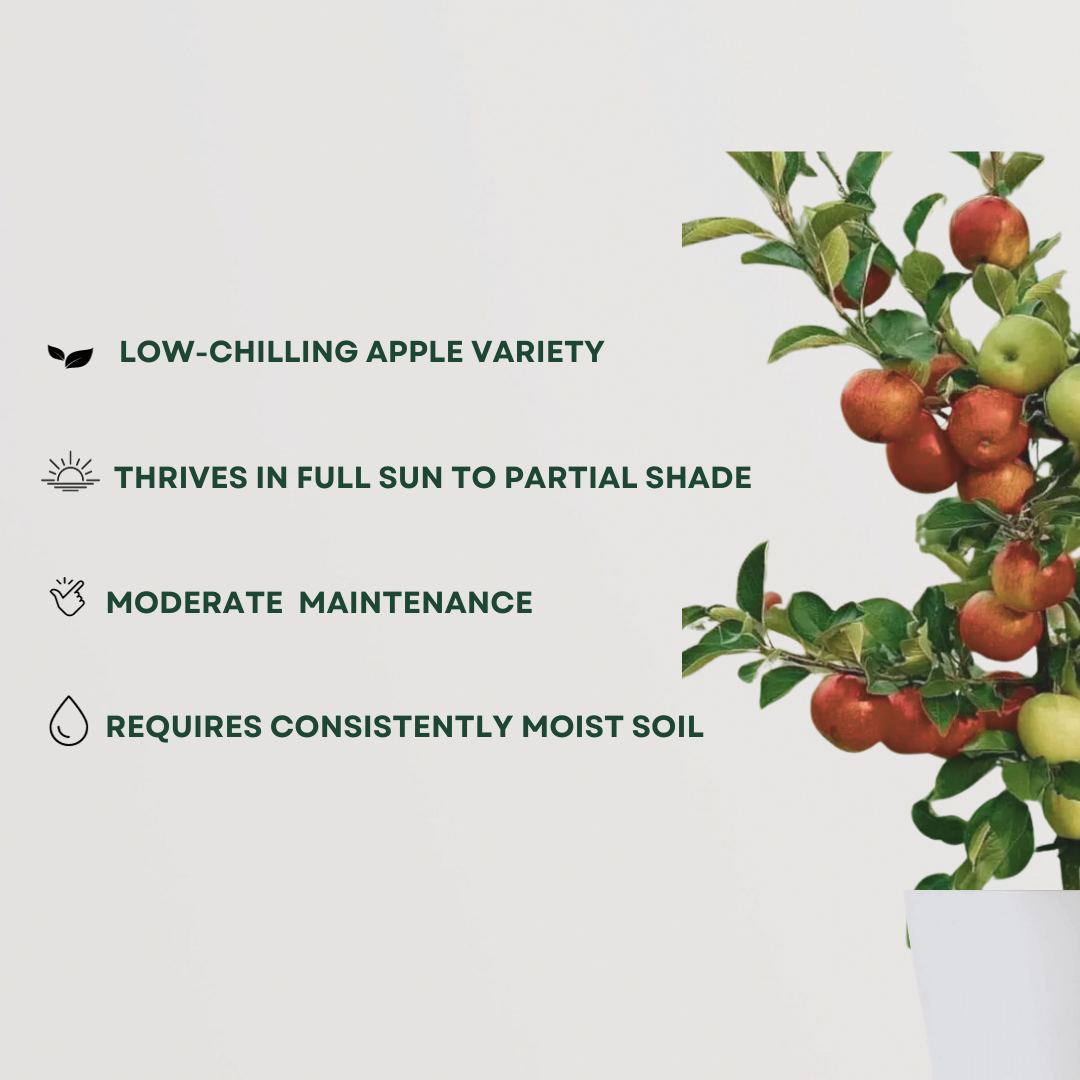 HRMN apple fruit plant
