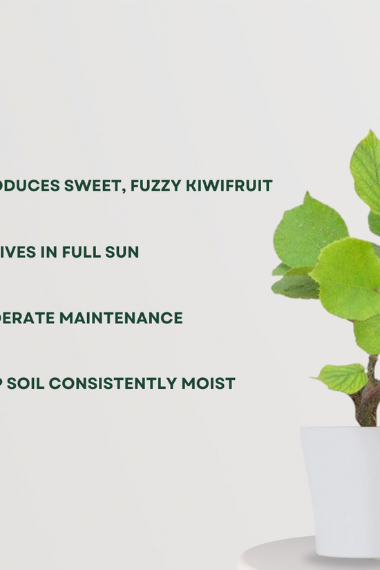 Kiwi fruit plant - hybrid variety
