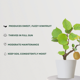 Hybrid Kiwi Plant - Gardengram