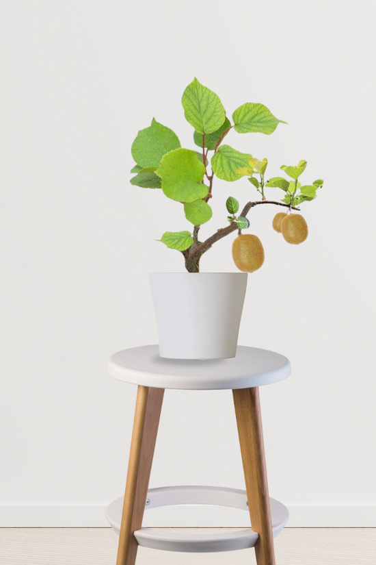 Kiwi fruit plant - hybrid variety
