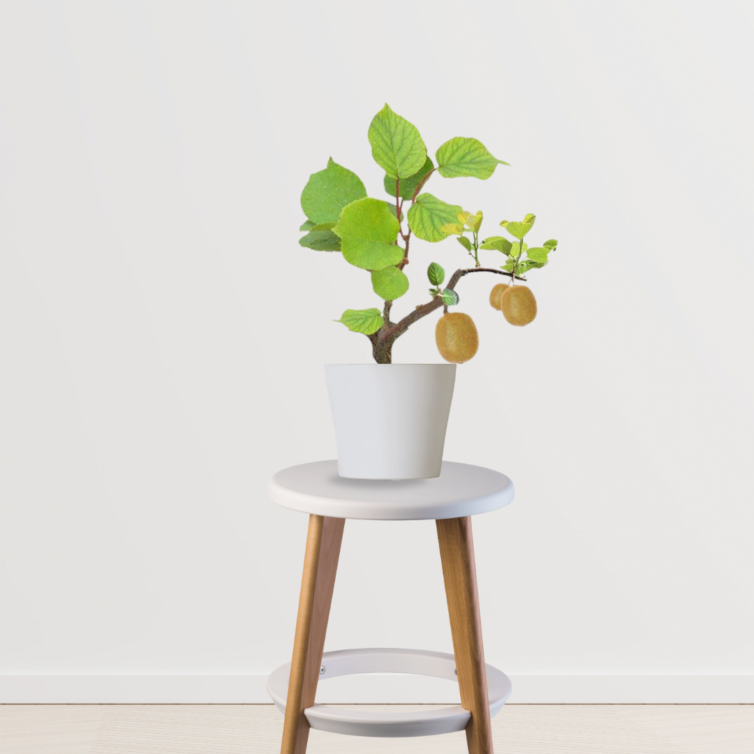 Kiwi fruit plant - hybrid variety
