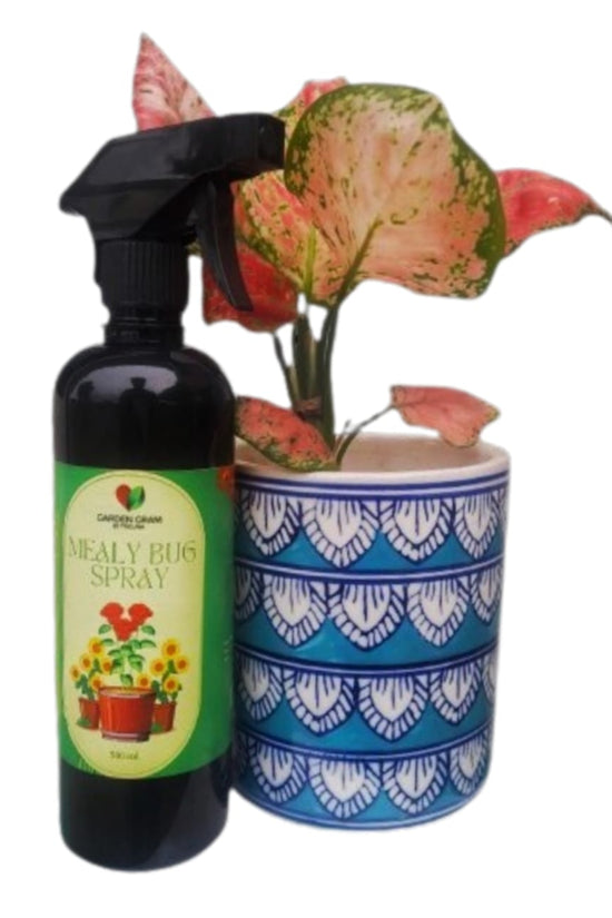 Plant protection spray - Mealy bug control