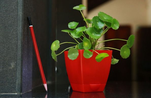 Self-watering pot set - Chatura
