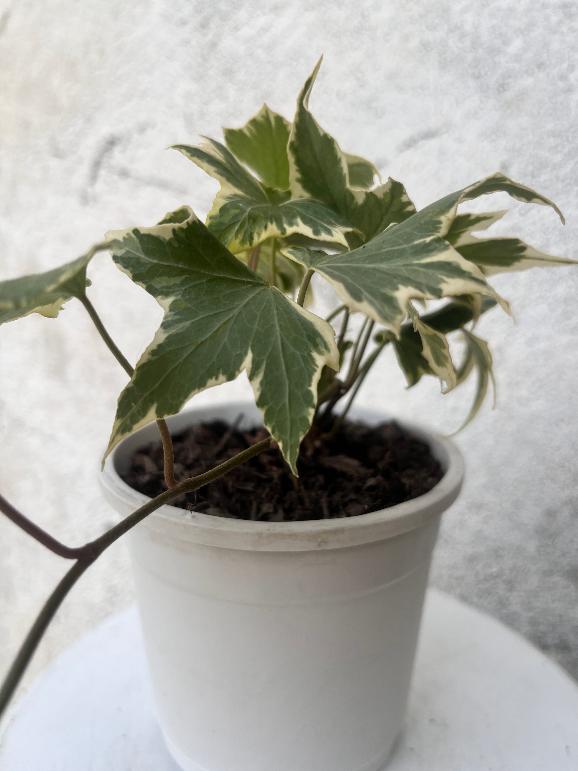 Maple Ivy foliage plant
