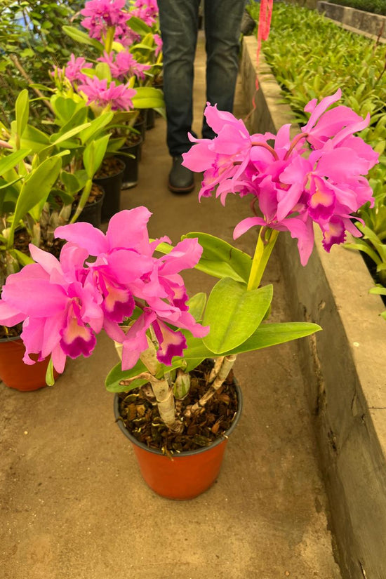 Purple orchid flowering plant
