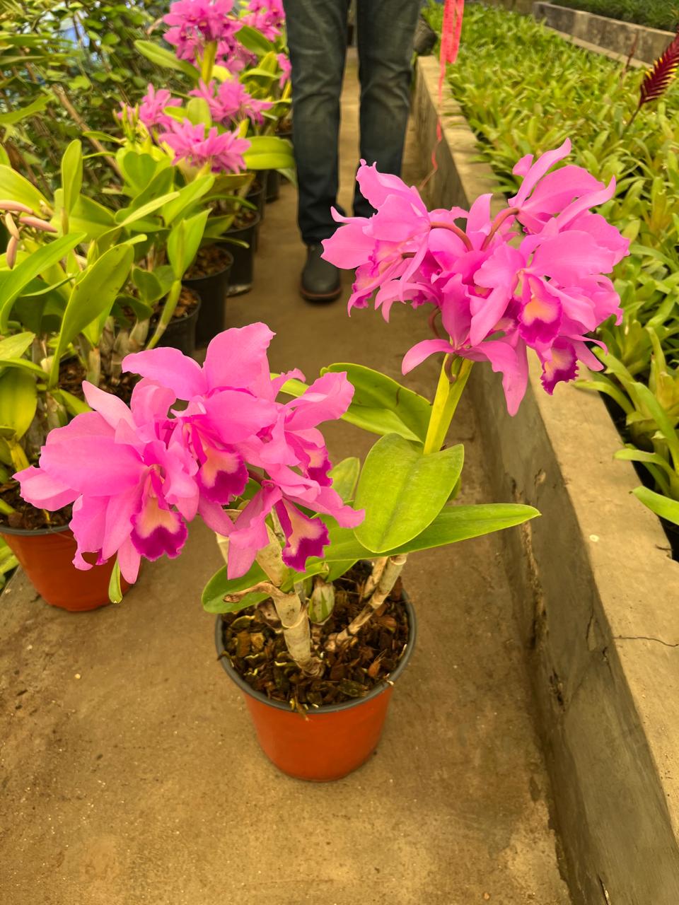 Purple orchid flowering plant
