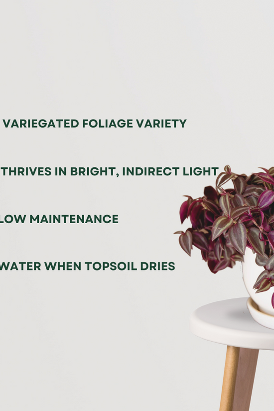 Inch plant (Tradescantia) indoor creeper
