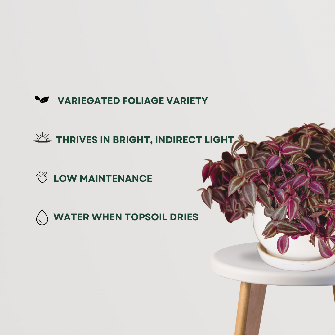 Inch plant (Tradescantia) indoor creeper
