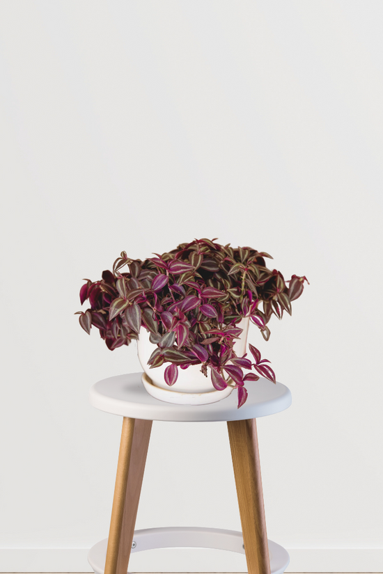 Inch plant (Tradescantia) indoor creeper
