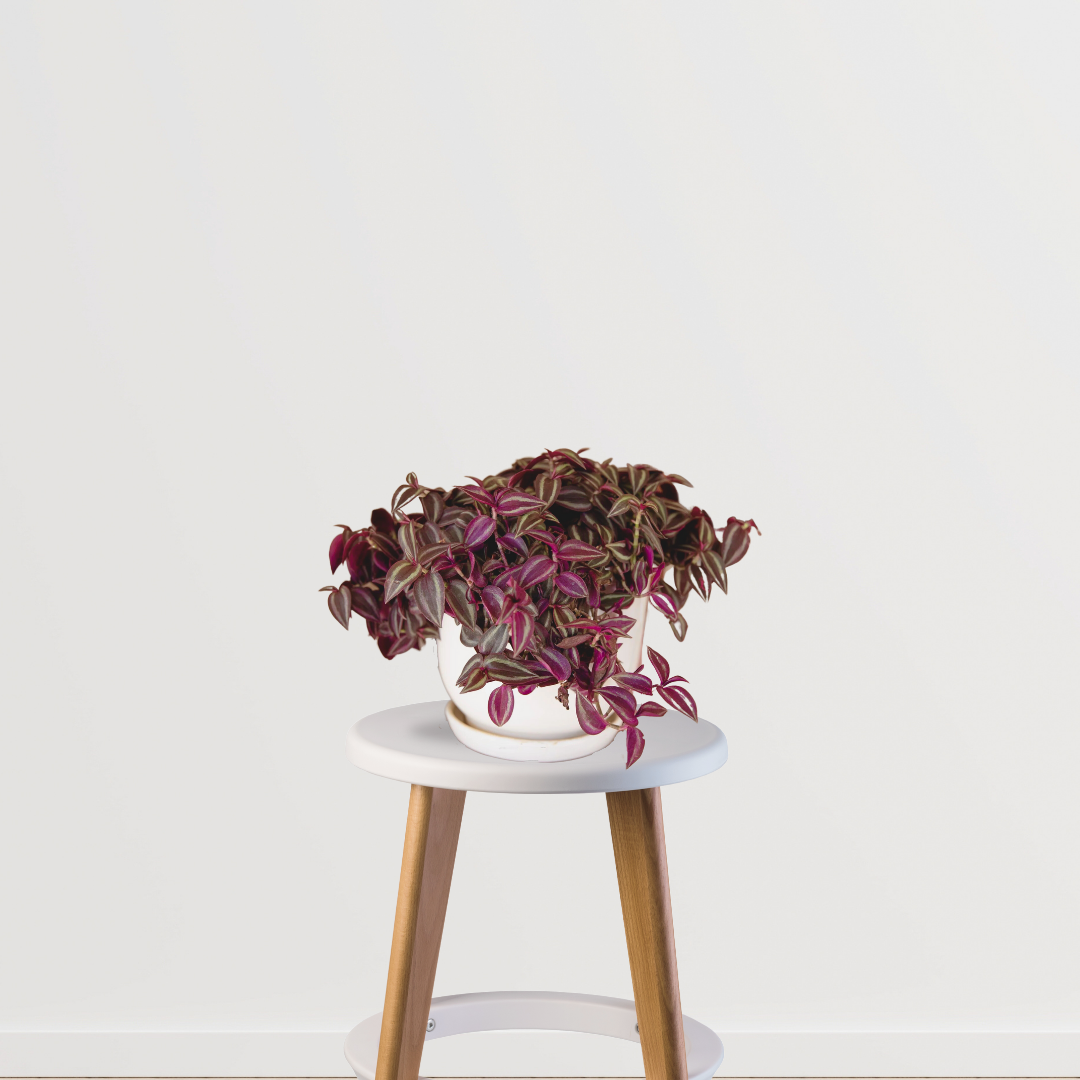 Inch plant (Tradescantia) indoor creeper
