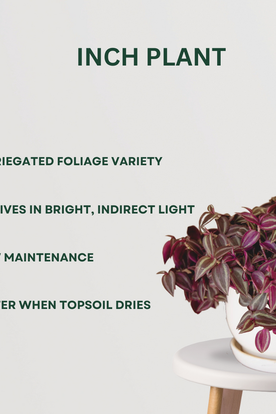 Indoor plant set for dark rooms
