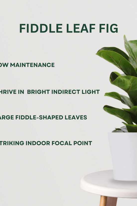 Indoor plant pack for home and office