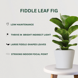 Indoor Plant Combo Fiddle Leaf Fig - Gardengram
