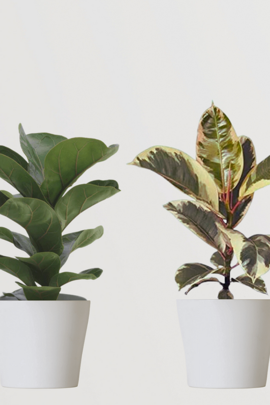Indoor plant pack for home and office