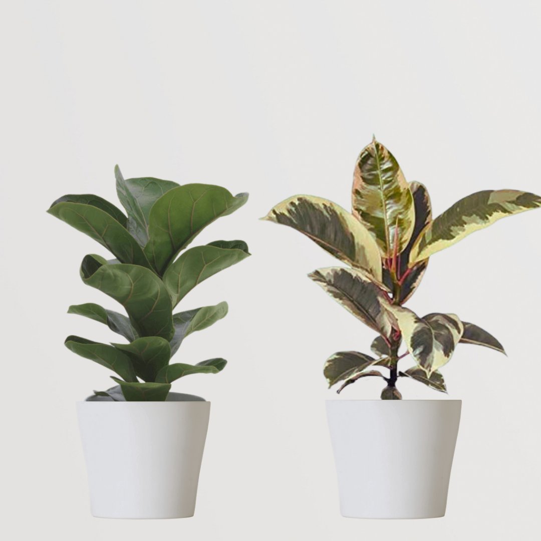 Indoor plant pack for home and office