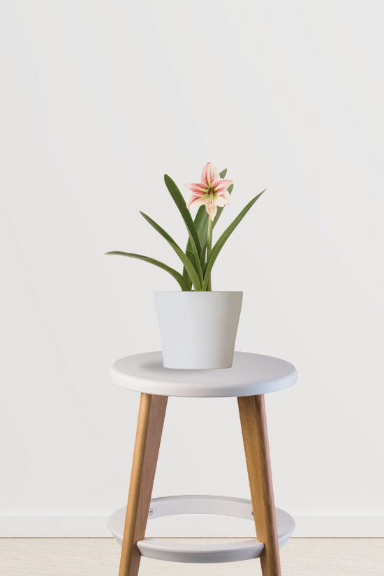 Indoor lily - Infinite Green variety
