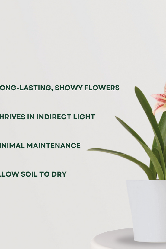 Indoor lily - Infinite Green variety
