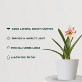 Infinite Green Lily Plant - Gardengram