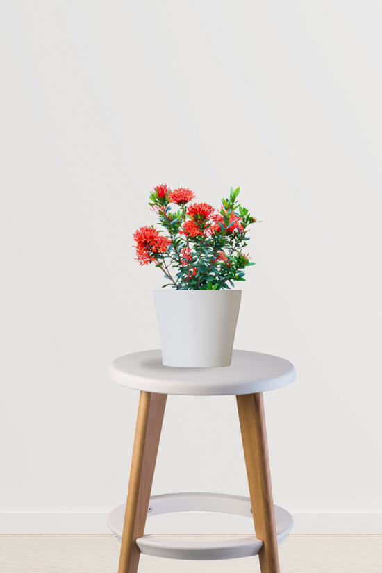 Ixora red flowering plant
