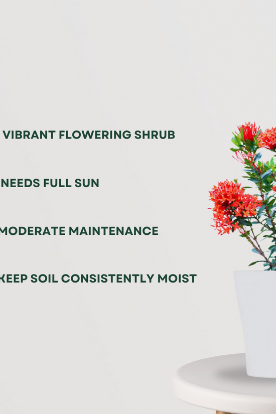 Ixora red flowering plant
