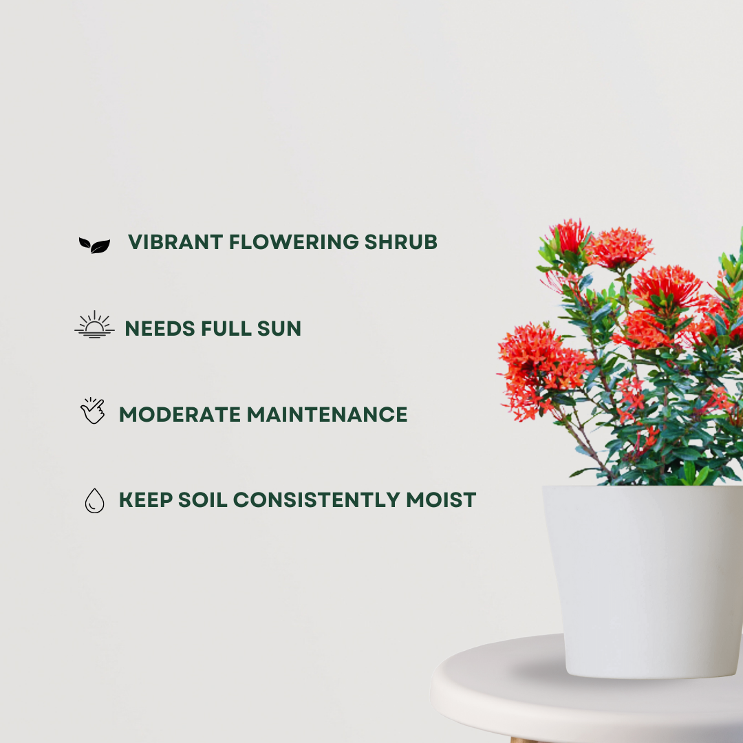 Ixora red flowering plant
