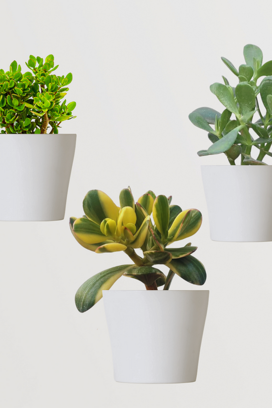 Twin Jade plant set for gifting or decor