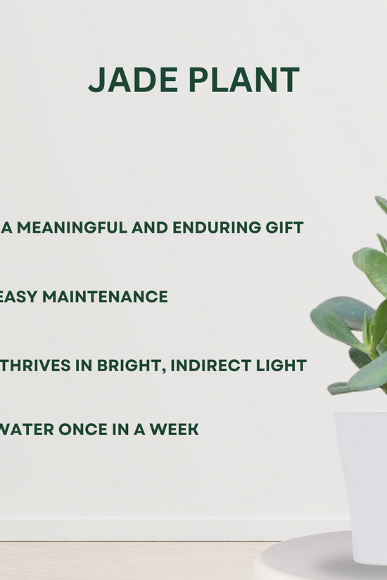 Twin Jade plant set for gifting or decor