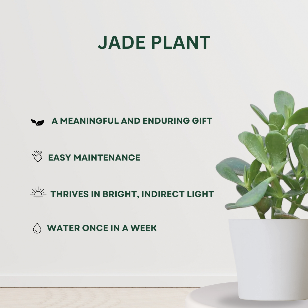 Twin Jade plant set for gifting or decor