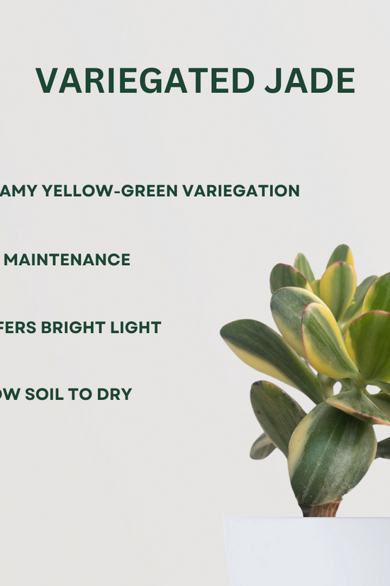 Twin Jade plant set for gifting or decor