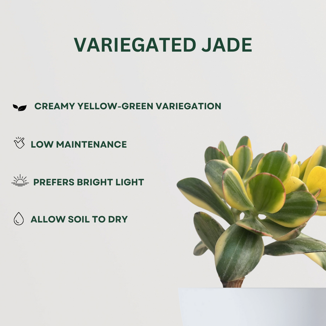 Twin Jade plant set for gifting or decor