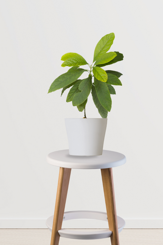 Thailand black jamun plant
